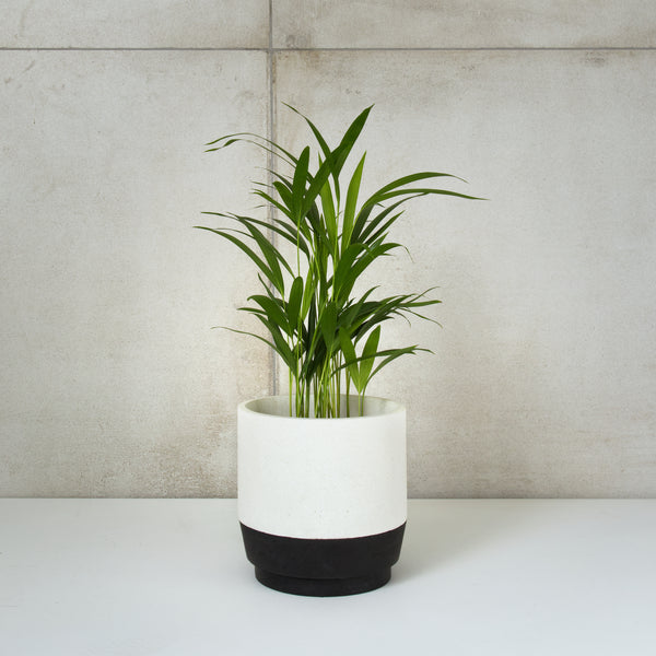 Plantr | Onyx concrete pot plant Cape Town handmade desktop contemporary planter