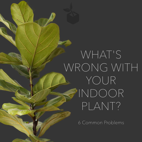 What is wrong with your indoor plant?