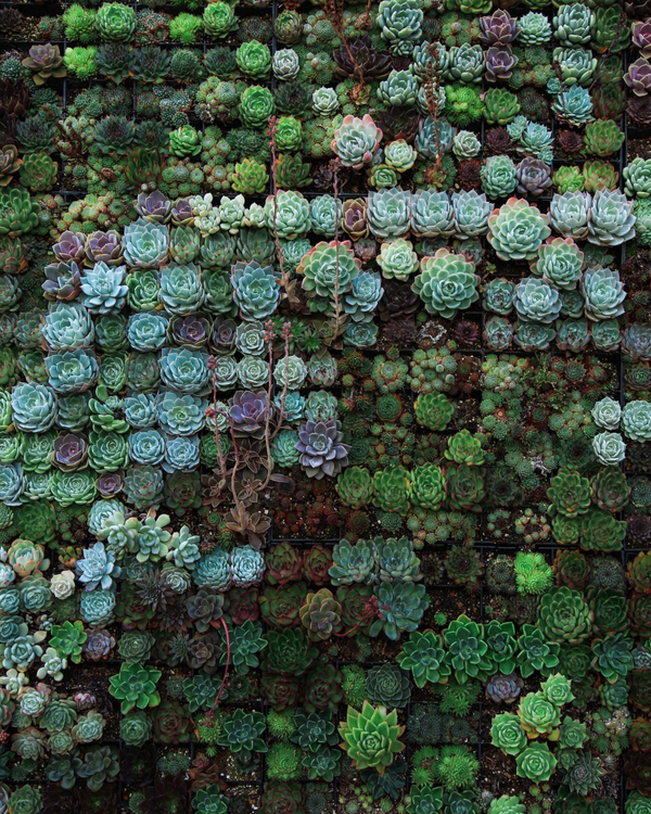 4 REASONS WHY YOUR SUCCULENTS ARE DYING