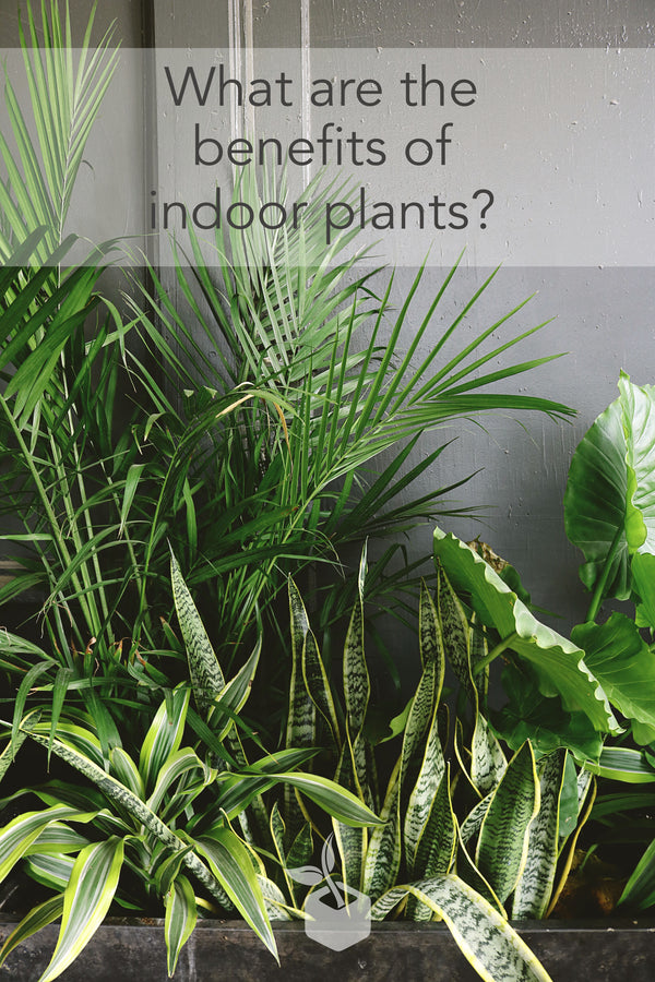 What are the benefits of indoor plants?