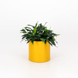 Premium Loft Planter - Round Steel indoor outdoor pot plant black white. Large metal planter with self-watering liner Yellow