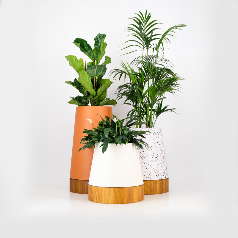Conica W-Base Trio