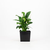 Self-Watering Liner | Square