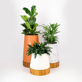 Round tapered steel planter pot plant. Iroko wood base, contemporary pot plant South Africa. Handmade in stainless steel for outdoor use