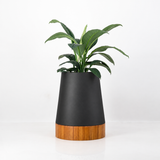 Round tapered steel planter pot plant. Iroko wood base, contemporary pot plant South Africa. Handmade in stainless steel for outdoor use