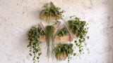 Plantr sorella wall-mounted vertical pot plant. Modern modular hanging and wall planter made from steel and wood.