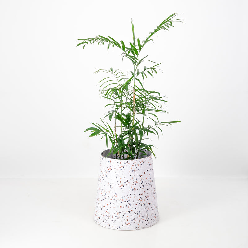 The Conica | Basic