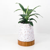 The Conica | Iroko Timber Base