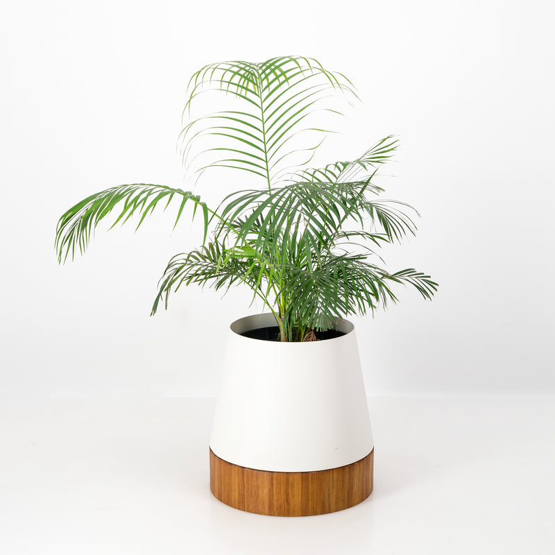 The Conica | Iroko Timber Base