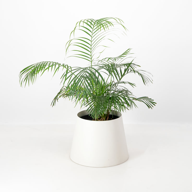 The Conica | Basic