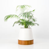 The Conica | Iroko Timber Base