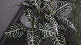 Plantr troika living green wall. Cape Town South Africa triangle wall mounter pot plant