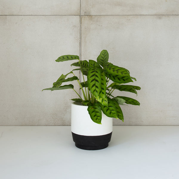 plantr custom planter Johannesburg joburg pot plants concrete steel