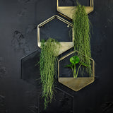 Plantr Sixy wall hanging planters | hexagon modular pot plants Cape Town South Africa