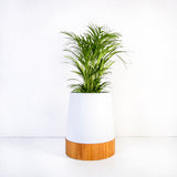 Plantr Conica Planters Custom Office plants corporate Pot Plants Steel wood Weylandts