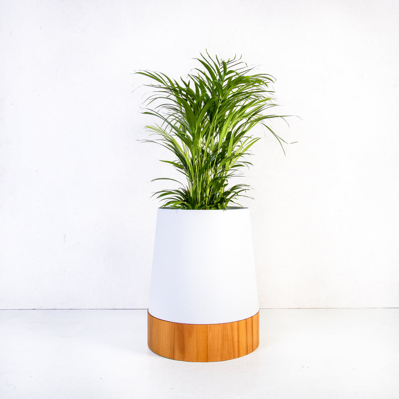 Plantr Conica Planters Custom Office plants corporate Pot Plants Steel wood Weylandts