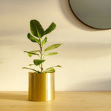 Plantr | luxury planters | Steel design | Contemporary plants & pots | Cape Town  Edit alt text Minilux Gold Aurous